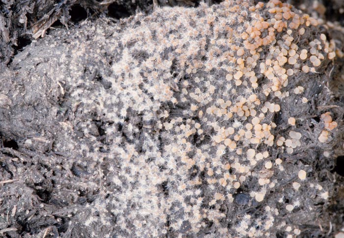 Iodophanus carneus
